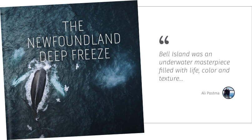 The Newfoundland Deep Freeze