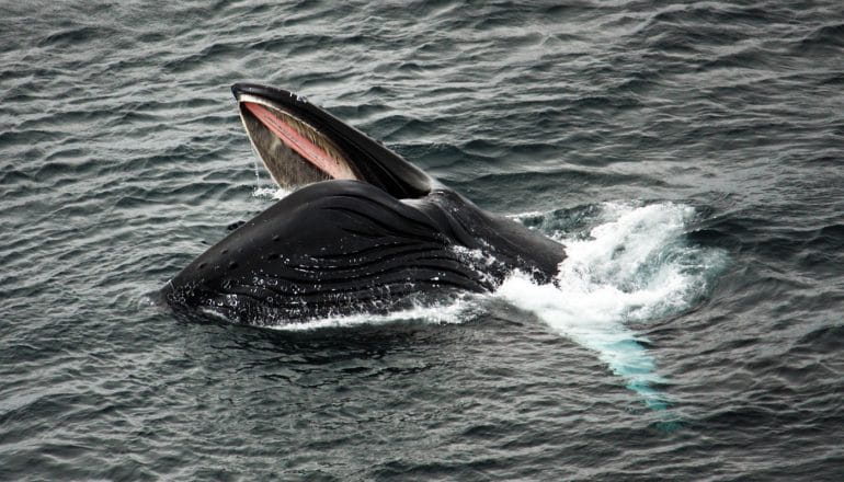 The annual Capelin Roll – a glittery, spectacular pop-up festival ...