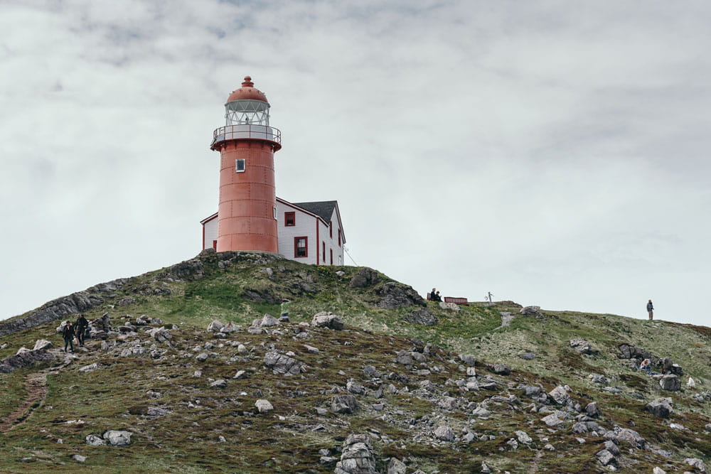 The Breathtaking Seabird Capital of North America - Newfoundland and ...