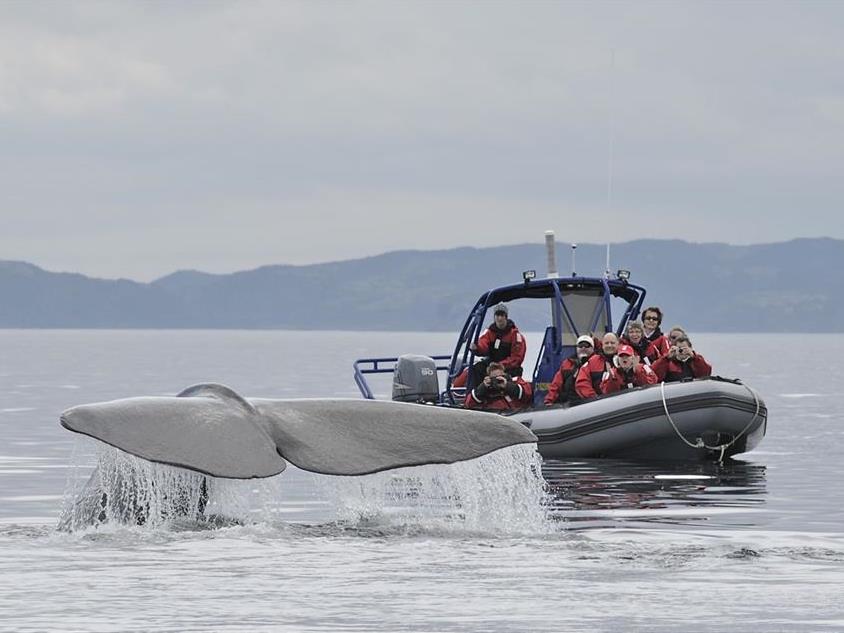 Sea of Whales Adventures - Trinity - Newfoundland and Labrador, Canada